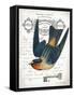 French Swallow I-Gwendolyn Babbitt-Framed Stretched Canvas