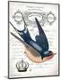 French Swallow II-Gwendolyn Babbitt-Mounted Art Print