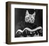 French Tabby Cat-Mesh Gabriella-Framed Art Print