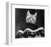 French Tabby Cat-Mesh Gabriella-Framed Art Print