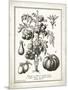 French Tomatoes-Gwendolyn Babbitt-Mounted Art Print