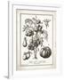 French Tomatoes-Gwendolyn Babbitt-Framed Art Print