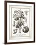 French Tomatoes-Gwendolyn Babbitt-Framed Art Print