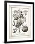 French Tomatoes-Gwendolyn Babbitt-Framed Art Print