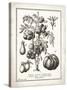 French Tomatoes-Gwendolyn Babbitt-Stretched Canvas