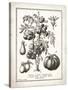 French Tomatoes-Gwendolyn Babbitt-Stretched Canvas