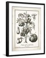 French Tomatoes-Gwendolyn Babbitt-Framed Art Print