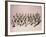 French Toy Soldier Figurines-null-Framed Photographic Print