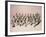 French Toy Soldier Figurines-null-Framed Photographic Print