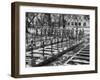 French Troops Paying Last Respects to Fallen Comrades Prior to Leaving City-null-Framed Photographic Print