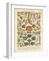 French Vegetable Chart-Gwendolyn Babbitt-Framed Art Print