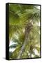 French West Indies, Saint Martin. Baie Nettle, palm tree, morning-Walter Bibikow-Framed Stretched Canvas