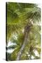 French West Indies, Saint Martin. Baie Nettle, palm tree, morning-Walter Bibikow-Stretched Canvas