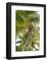 French West Indies, Saint Martin. Baie Nettle, palm tree, morning-Walter Bibikow-Framed Photographic Print