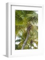 French West Indies, Saint Martin. Baie Nettle, palm tree, morning-Walter Bibikow-Framed Photographic Print