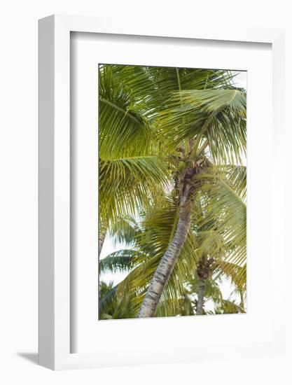 French West Indies, Saint Martin. Baie Nettle, palm tree, morning-Walter Bibikow-Framed Photographic Print