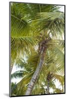 French West Indies, Saint Martin. Baie Nettle, palm tree, morning-Walter Bibikow-Mounted Photographic Print