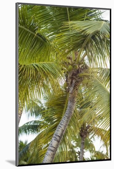 French West Indies, Saint Martin. Baie Nettle, palm tree, morning-Walter Bibikow-Mounted Photographic Print