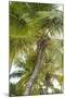 French West Indies, Saint Martin. Baie Nettle, palm tree, morning-Walter Bibikow-Mounted Photographic Print