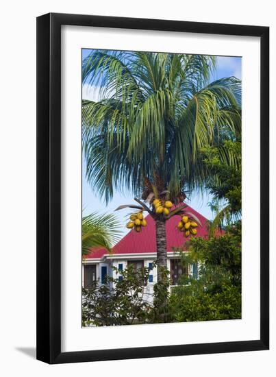 French West Indies, St-Barthelemy. Gustavia, harborside building with palm tree-Walter Bibikow-Framed Photographic Print