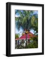 French West Indies, St-Barthelemy. Gustavia, harborside building with palm tree-Walter Bibikow-Framed Photographic Print