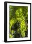 French West Indies, St-Barthelemy. Gustavia, palm tree-Walter Bibikow-Framed Photographic Print