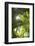 French West Indies, St-Barthelemy. Gustavia, palm tree-Walter Bibikow-Framed Photographic Print