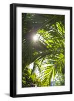 French West Indies, St-Barthelemy. Gustavia, palm tree-Walter Bibikow-Framed Photographic Print