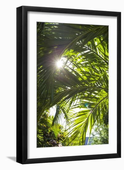 French West Indies, St-Barthelemy. Gustavia, palm tree-Walter Bibikow-Framed Photographic Print