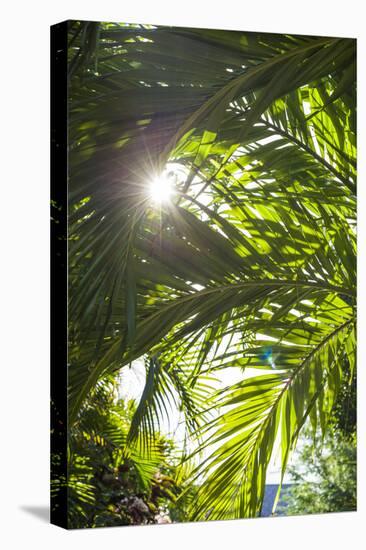 French West Indies, St-Barthelemy. Gustavia, palm tree-Walter Bibikow-Stretched Canvas