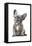 Frenchie IX-Amanda Greenwood-Framed Stretched Canvas