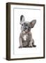 Frenchie IX-Amanda Greenwood-Framed Art Print