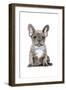 Frenchie VI-Amanda Greenwood-Framed Art Print