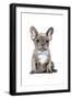 Frenchie VI-Amanda Greenwood-Framed Art Print