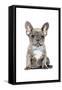 Frenchie VI-Amanda Greenwood-Framed Stretched Canvas