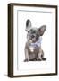 Frenchie XI-Amanda Greenwood-Framed Art Print