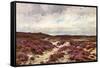 Frensham Common Heather-null-Framed Stretched Canvas