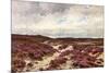 Frensham Common Heather-null-Mounted Premium Giclee Print