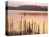 Frensham Great Pond at Sunset with Reeds in Foreground, Frensham, Surrey, England-Pearl Bucknell-Stretched Canvas