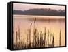 Frensham Great Pond at Sunset with Reeds in Foreground, Frensham, Surrey, England-Pearl Bucknell-Framed Stretched Canvas
