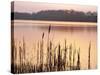 Frensham Great Pond at Sunset with Reeds in Foreground, Frensham, Surrey, England-Pearl Bucknell-Stretched Canvas