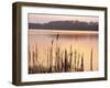 Frensham Great Pond at Sunset with Reeds in Foreground, Frensham, Surrey, England-Pearl Bucknell-Framed Photographic Print