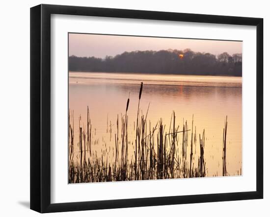 Frensham Great Pond at Sunset with Reeds in Foreground, Frensham, Surrey, England-Pearl Bucknell-Framed Photographic Print