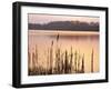 Frensham Great Pond at Sunset with Reeds in Foreground, Frensham, Surrey, England-Pearl Bucknell-Framed Photographic Print