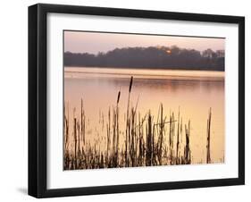 Frensham Great Pond at Sunset with Reeds in Foreground, Frensham, Surrey, England-Pearl Bucknell-Framed Photographic Print