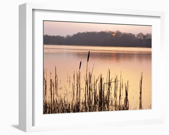 Frensham Great Pond at Sunset with Reeds in Foreground, Frensham, Surrey, England-Pearl Bucknell-Framed Photographic Print