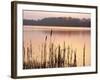 Frensham Great Pond at Sunset with Reeds in Foreground, Frensham, Surrey, England-Pearl Bucknell-Framed Photographic Print