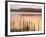 Frensham Great Pond at Sunset with Reeds in Foreground, Frensham, Surrey, England-Pearl Bucknell-Framed Photographic Print