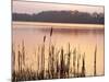 Frensham Great Pond at Sunset with Reeds in Foreground, Frensham, Surrey, England-Pearl Bucknell-Mounted Photographic Print