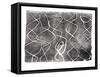 Frequency IV-Jennifer Goldberger-Framed Stretched Canvas